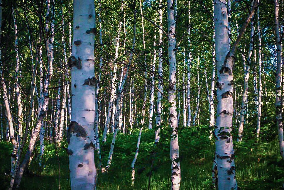 Mështekna e Shishtavecit Meshtekna